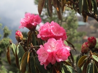 Rhododendrons