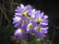 Mountain Flower